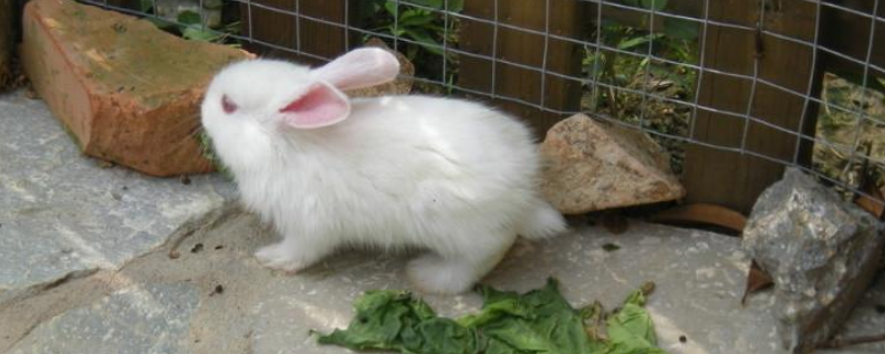 怎么处理兔子不吃东西没精神，兔子喜欢吃什么