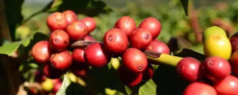 咖啡的种植方法，有哪些技术要点