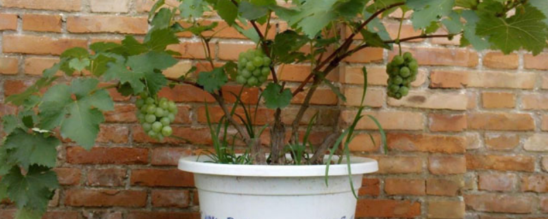 盆栽葡萄的施肥方法，施什么肥料好