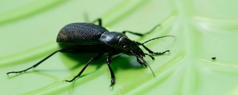 甲虫是不是昆虫，甲虫有哪些常见品种