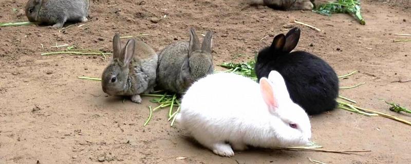 兔子下崽如何养护，饲养兔子的注意事项有哪些