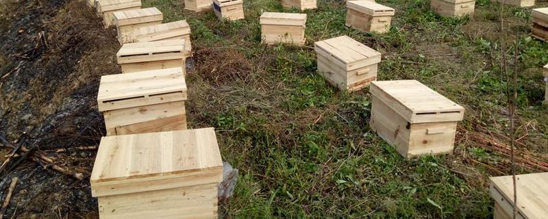 土蜜蜂有哪些养殖技巧，附蜂种选择的注意事项