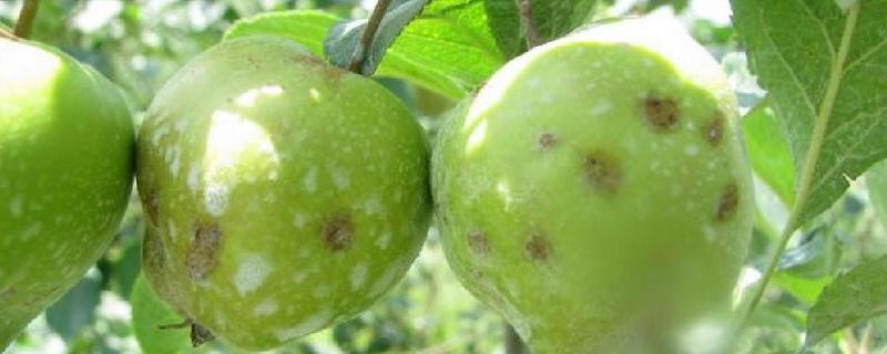 苹果树病虫害的防治方法，可以用哪些农药