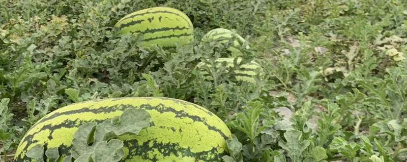 西瓜夏季的种植技术与方法，附其病虫害防治方法