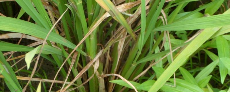 水稻病害的防治方法，都有哪些病害症状