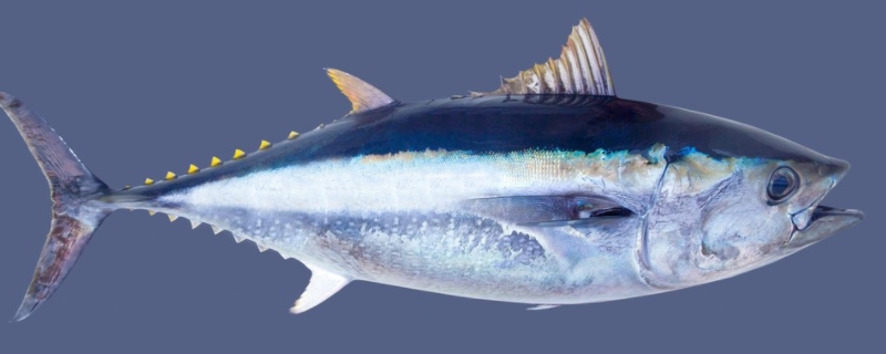 蓝鳍金枪鱼和黄鳍金枪鱼有什么不同，从外形、价值上来区分