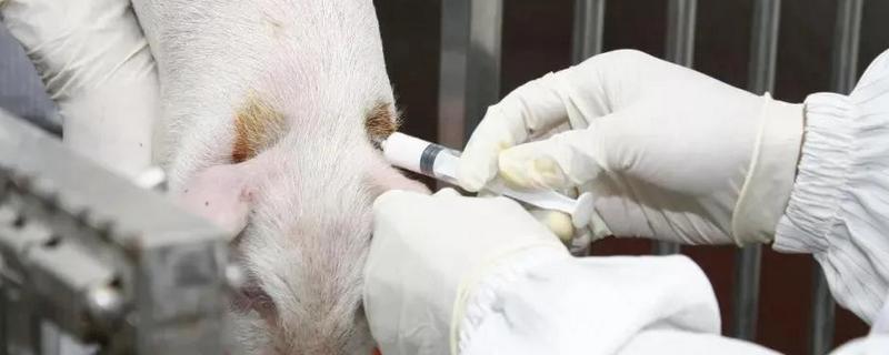 猪瘟疫苗的注射时间，超前免疫的具体程序是怎样的