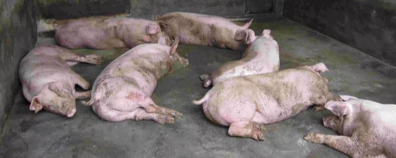 猪得了非洲猪瘟一般多久会死，非洲猪瘟是什么