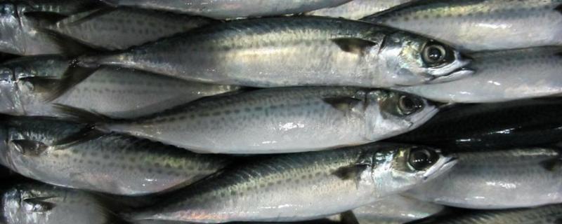 青占鱼和秋刀鱼有什么不同，从科属、体型、体色等方面来区分