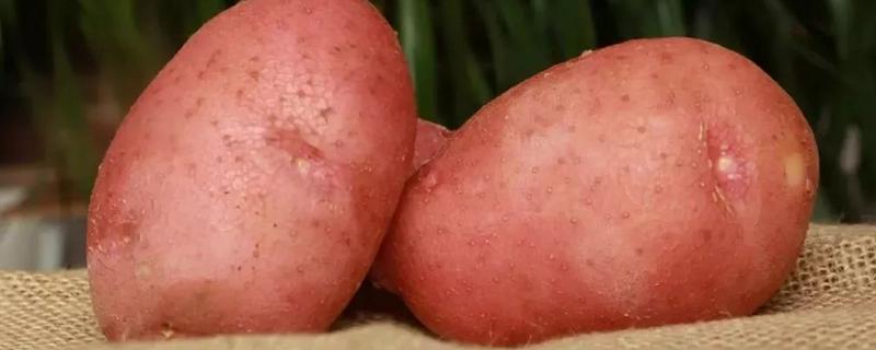 红皮土豆是不是转基因食品，与正常土豆有什么不同
