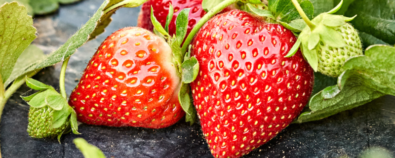 草莓的种植方法，有哪些技巧