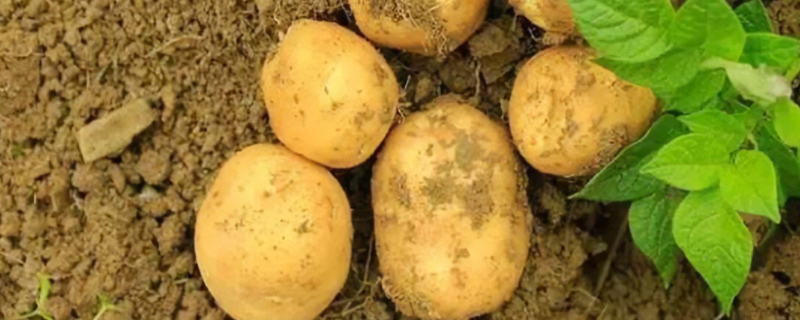 如何种土豆产量高，有哪些要点