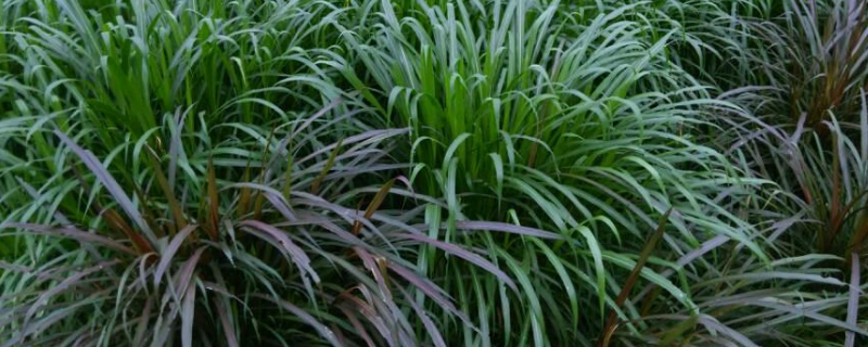 皇竹草怎么种植，皇竹草有哪些用途