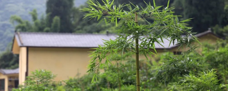 雷竹的种植前景如何，附雷竹的产地环境和繁殖方法