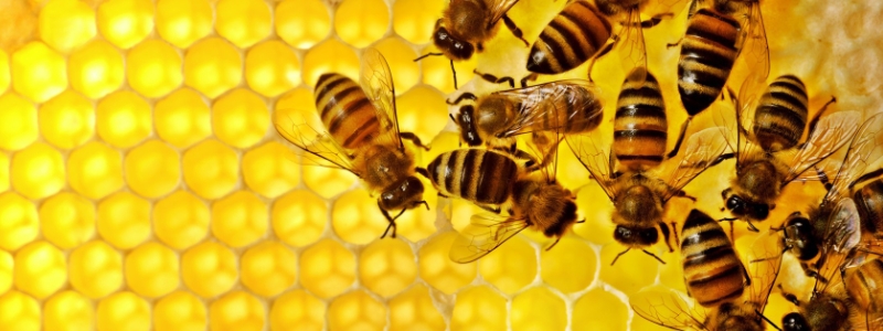 蜜蜂养殖实用新技巧，有哪些要点