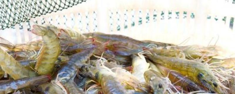 南美白对虾怎么饲养，有哪些管理要点