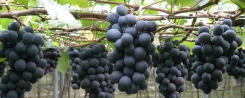 葡萄的种植方法，有哪些要点