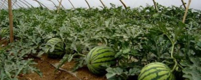 早春怎样种植大棚西瓜，有哪些管理技术要点