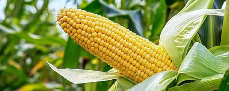 玉米应该如何种植，附生长期施肥技巧