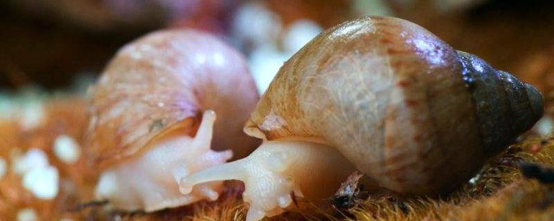 蜗牛人工养殖有哪些注意事项，有具体五点
