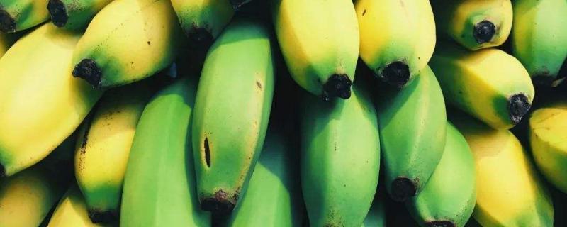 生香蕉如何催熟，介绍6种方法