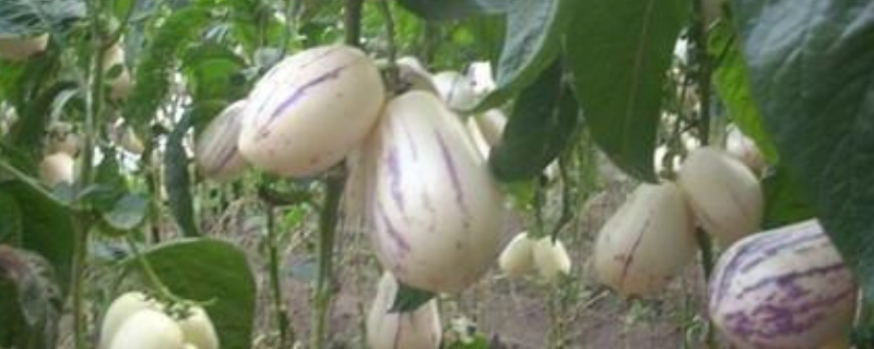 云南可以种植哪些水果，介绍主要种植的三种水果