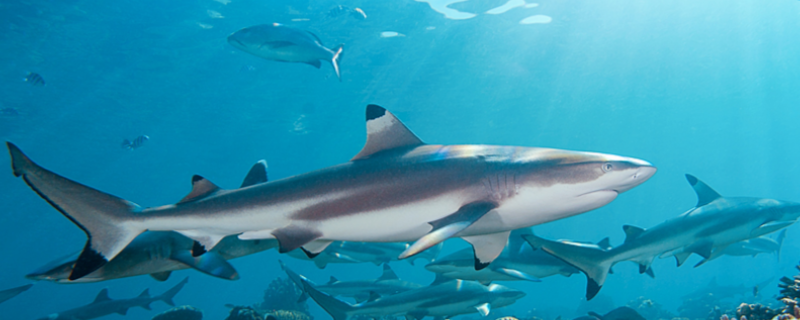什么会让鲨鱼害怕，遇到鲨鱼时应该怎么办