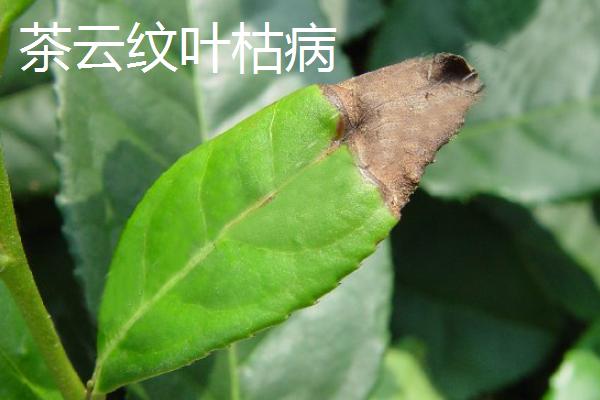 茶叶病虫害的类型与防治方法