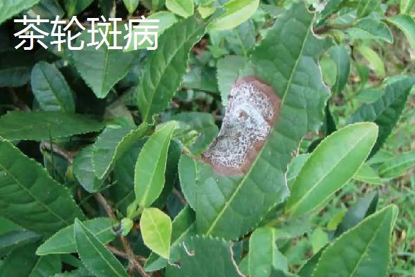 茶叶病虫害的类型与防治方法