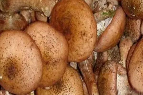 黑色滑滑的蘑菇叫什么