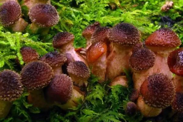 黑色滑滑的蘑菇叫什么