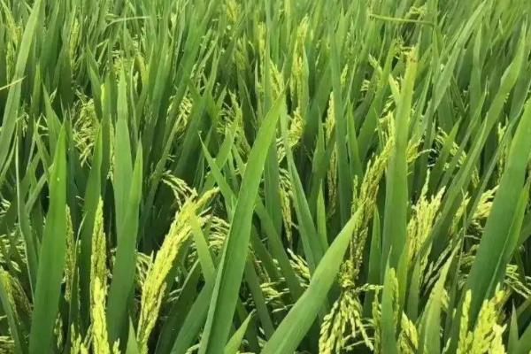 水稻的生长过程
