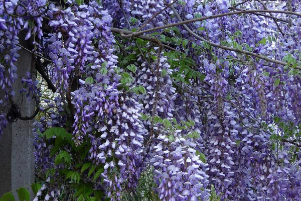 紫藤花苗木价格是多少钱一棵？种类都有哪些？（）