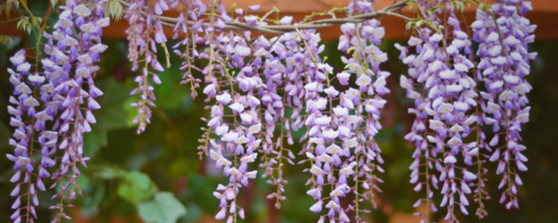 紫藤花苗木的价格是多少，紫藤花有哪些种类