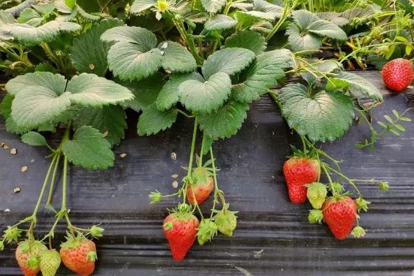 草莓用什么肥料最好