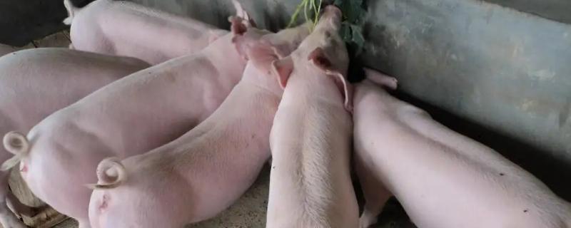 如何正确对母猪输精