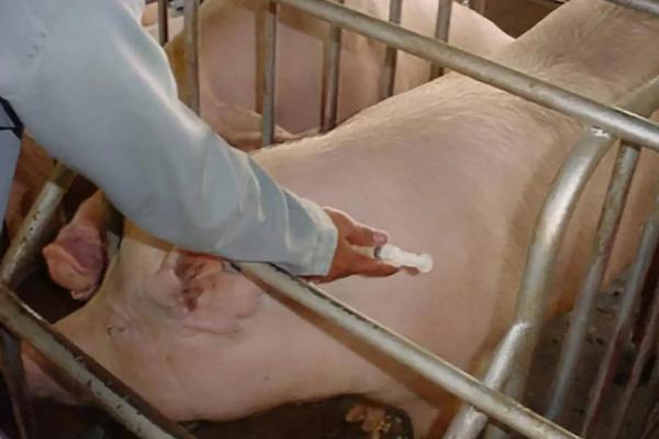 缩宫素对母猪的用量
