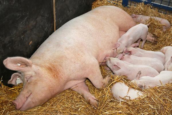 缩宫素对母猪的用量
