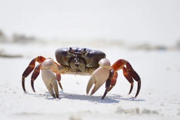 螃蟹吃什么食物可以养活
