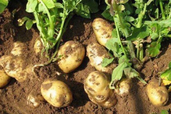 种土豆几个月可以收获