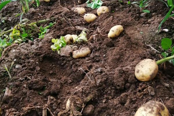 种土豆几个月可以收获