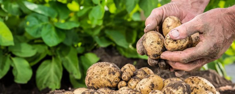 土豆什么时间种植什么时候收获