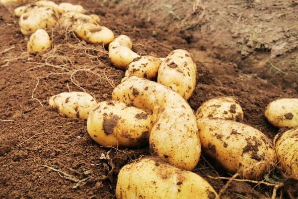 土豆什么时间种植什么时候收获