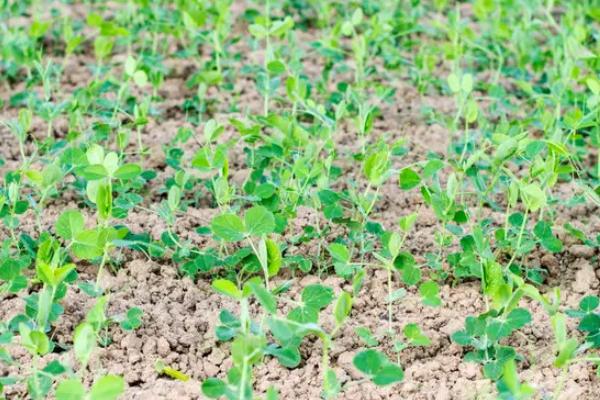 种植豌豆的亩产量是多少，种植效益分析