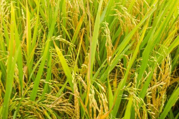 适合水稻生长的土壤