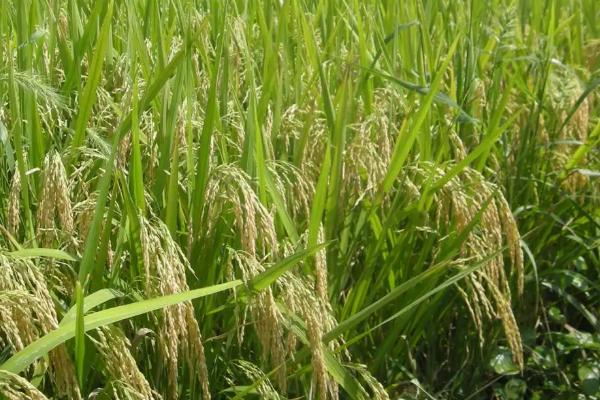 适合水稻生长的土壤