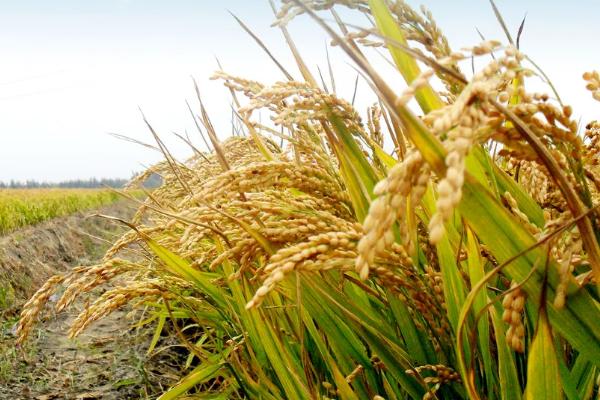 水稻的生长习性