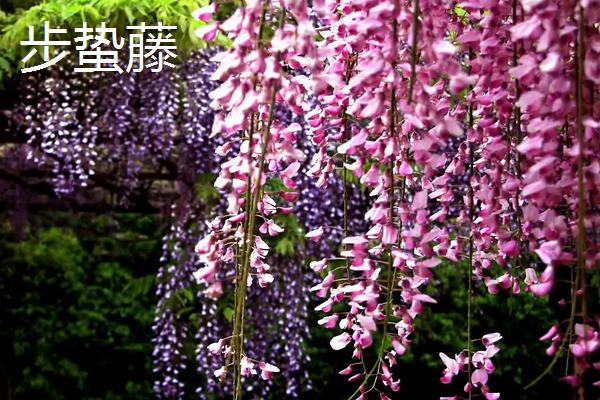 一棵紫藤花苗木的价格是多少，紫藤花有哪些种类