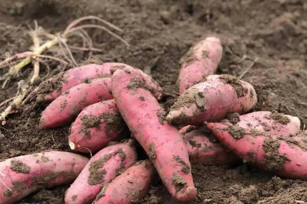 红薯种植时间