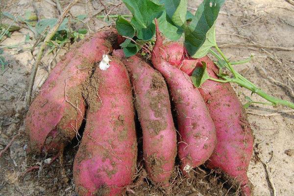 红薯种植时间